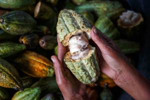 Plod kakaovníku – surovina pro výrobu čokolády